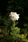Chamaemelum nobile 'Flore Pleno' RCP7-09 3.jpg